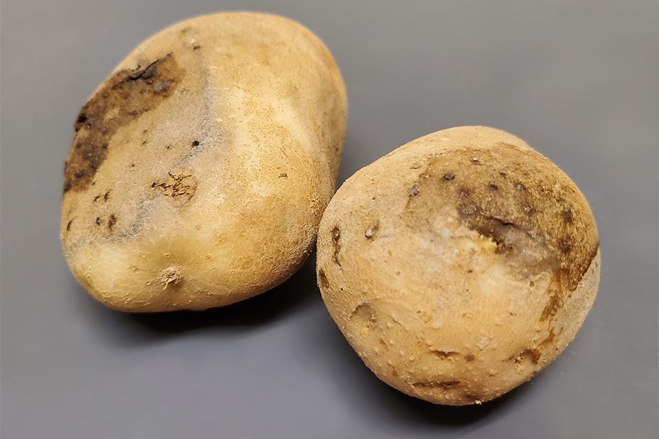 Potato Problems? 7 Tips for Submitting Samples to a Diagnostic Lab