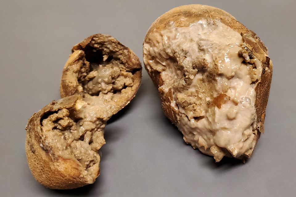 Example of tuber rot that's too far gone to test