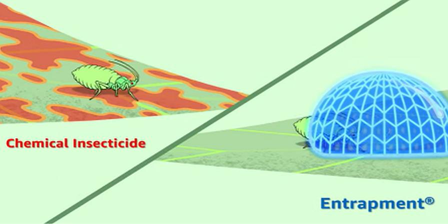 Entrapment Insecticide a New Tool Soon for Specialty Crop Growers