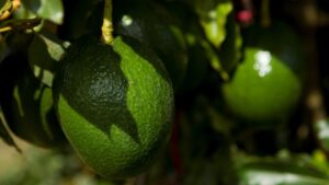 Pursuit Grows for More Avocado Production in Florida
