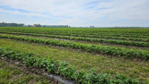 Farm Advisor Report Shows Growing Interest in Cover Crops