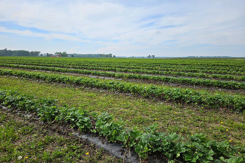 Farm Advisor Report Shows Growing Interest in Cover Crops
