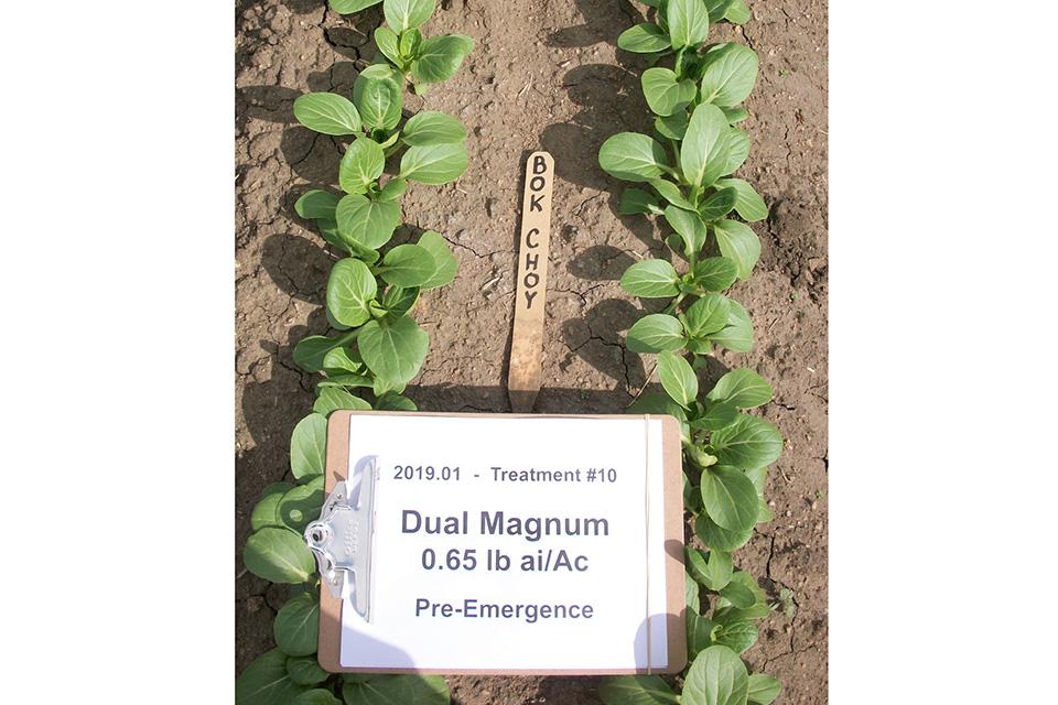 Weed Control Follow Up: Consider These Dacthal Herbicide Alternatives -  Growing Produce