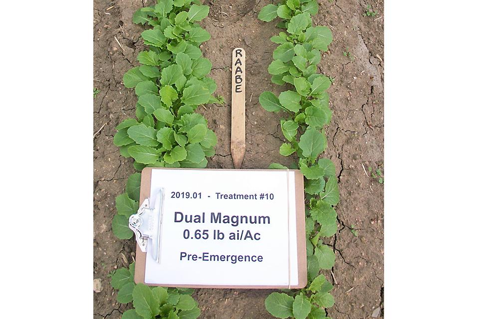 Dual Magnum trial in broccoli raabe