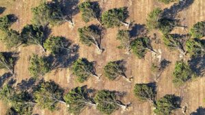 Hurricane Recovery Starts Sooner for the ‘Luckier’ Farmers