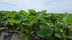 What Produce Growers Should Know About Humic and Fulvic Acids
