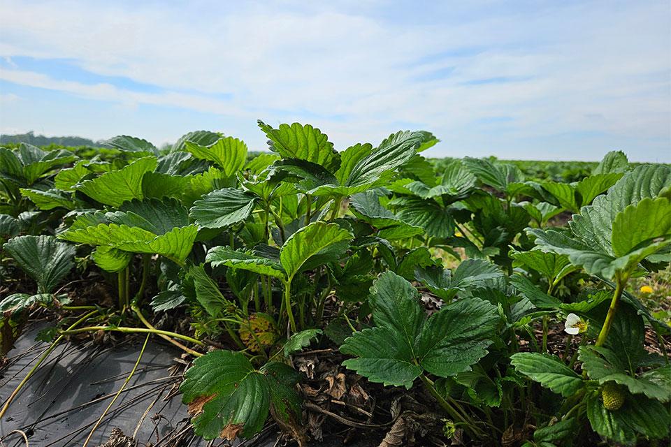 What Produce Growers Should Know About Humic and Fulvic Acids