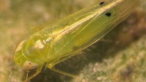 New Pest Alert! Heads up for the Two-Spot Cotton Leafhopper