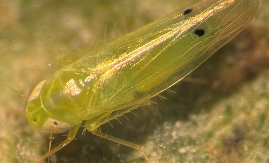 Closeup of adult two-spot cotton leafhopper