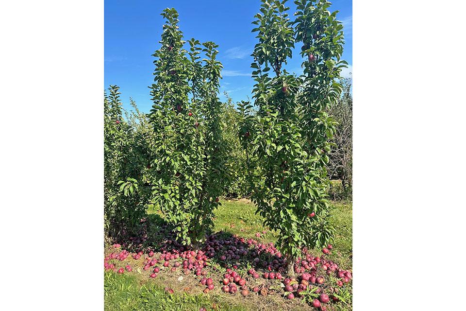 columnar apple trees