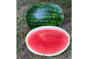 Sandbar (Seminis Vegetable Seeds)