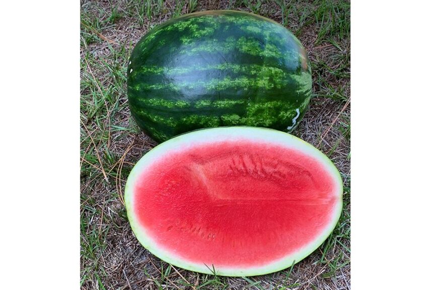 Sandbar (Seminis Vegetable Seeds)