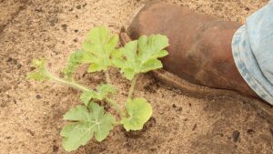 Better Nematode Control While Preserving Soil Health