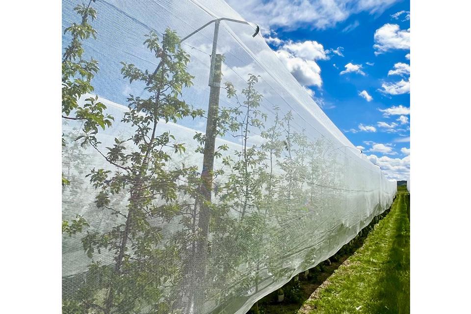 Closeup of apple tree under Drape Net