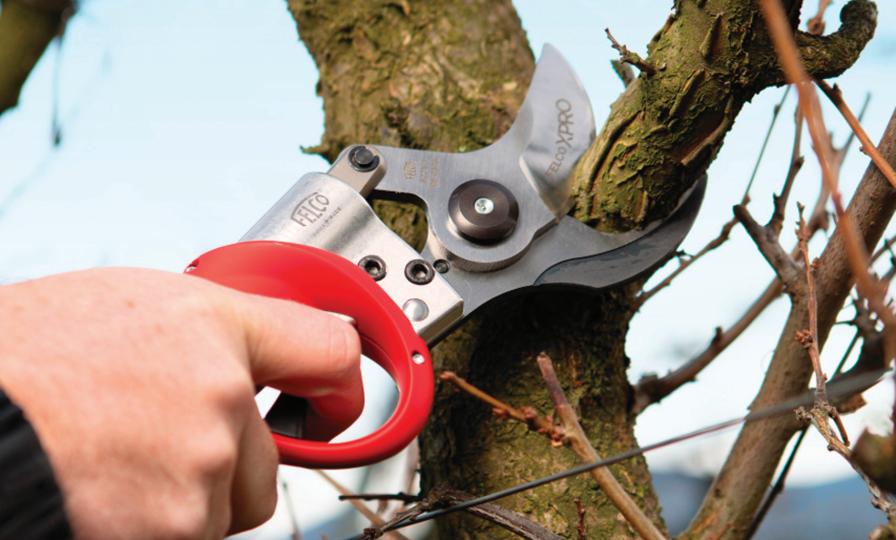 Felco F822 shear in action