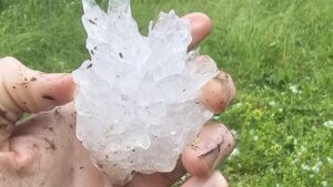 How to Handle Vegetable Crops Hit by Hail