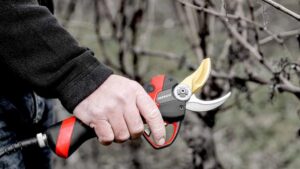 Hand Tools To Help Fruit Growers Save Time and Money