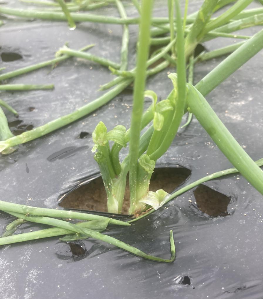 onions damaged by hail