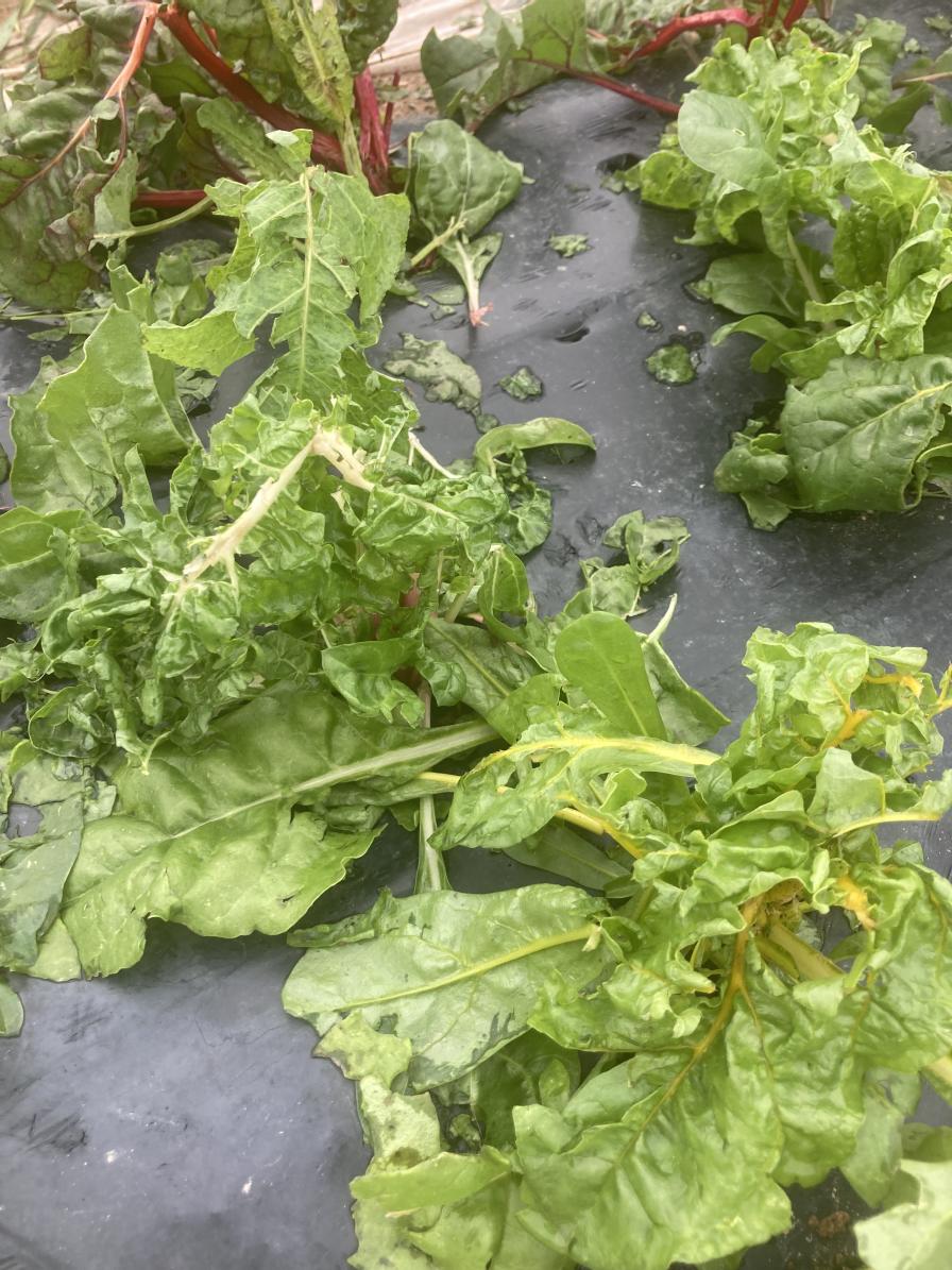 Swiss chard damaged by hail