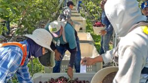 Tap Into FieldClock, a New Farm Labor Management App