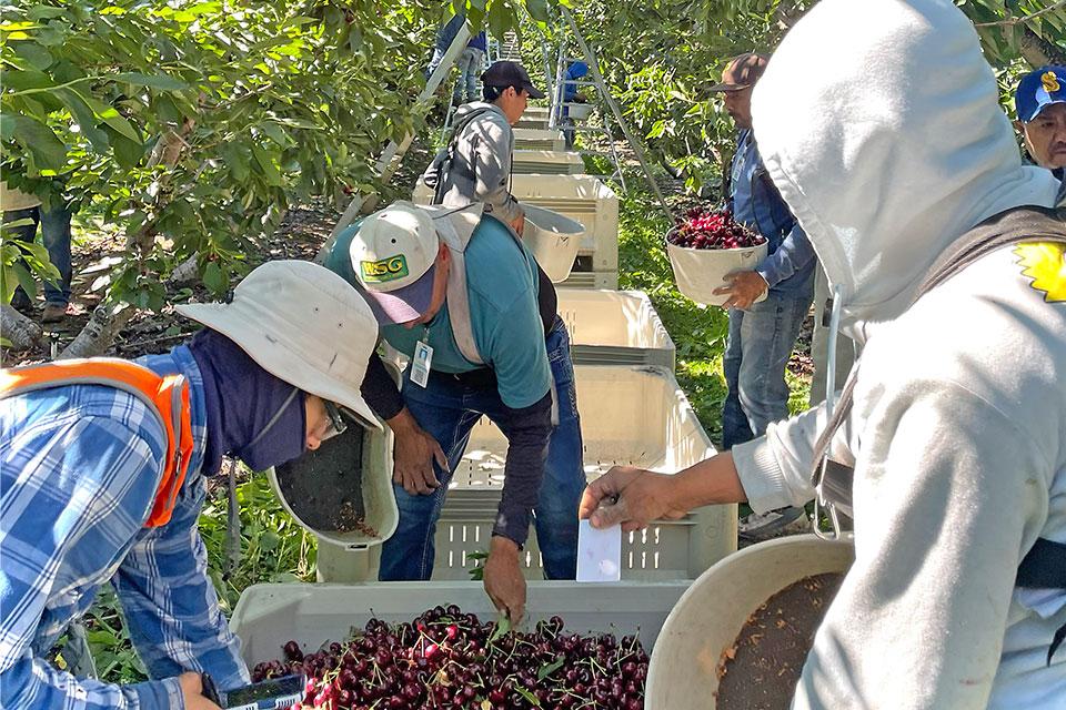 farmworkers on FieldClock app