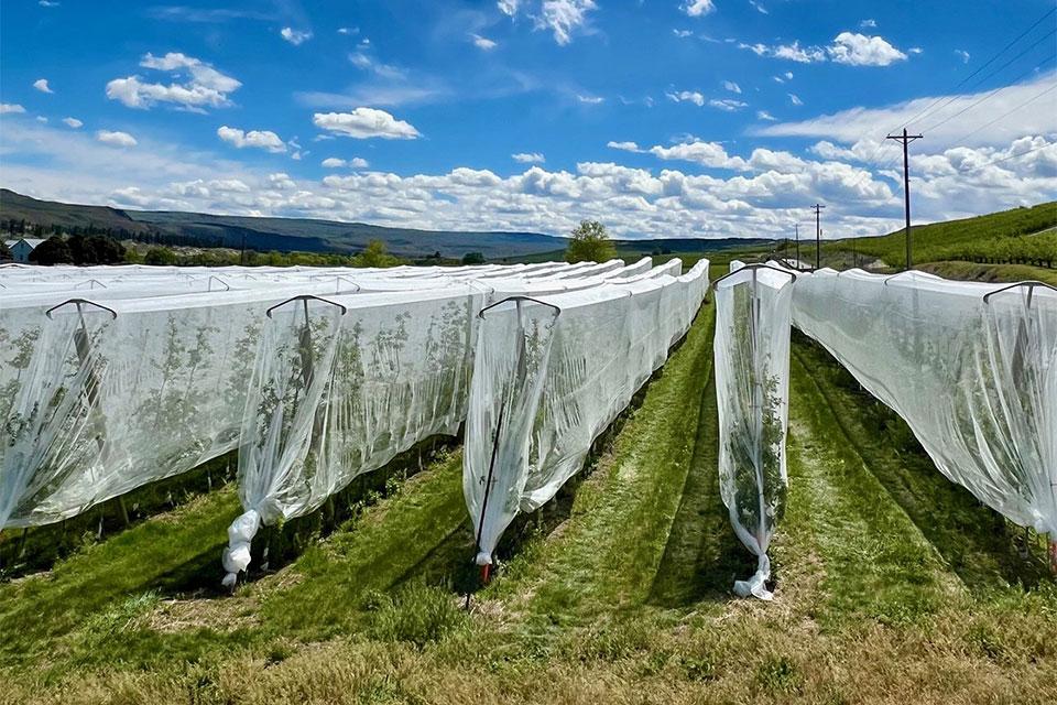 Nothing but Net! Unique Way To Keep Codling Moth at Bay