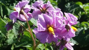 How Important Is Flowering in Potato Crops?