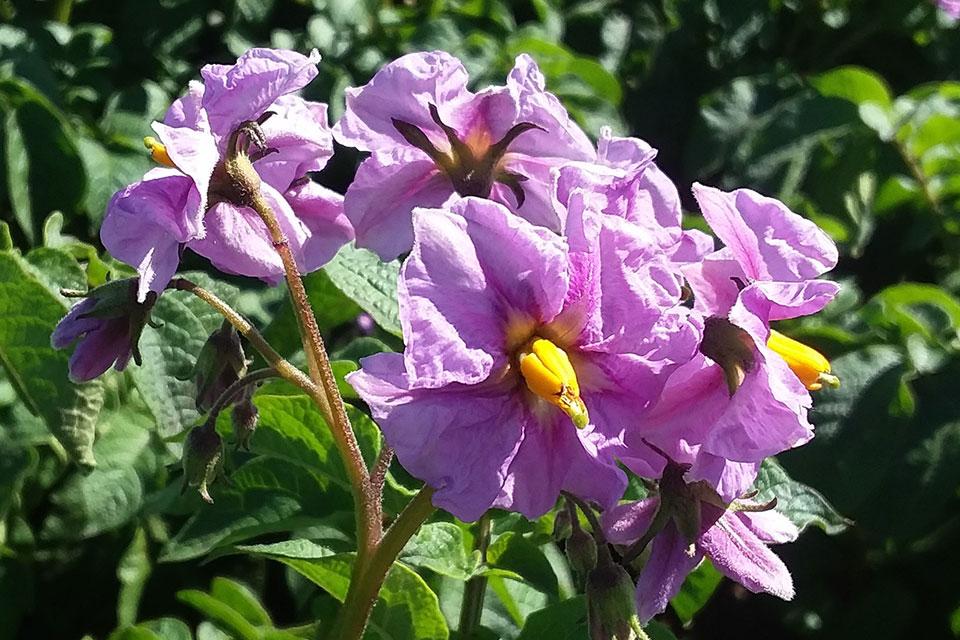 flowering potato plants
