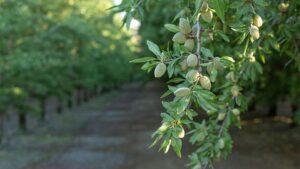 Ways To Reduce Zinc Deficiency in Almond Crops