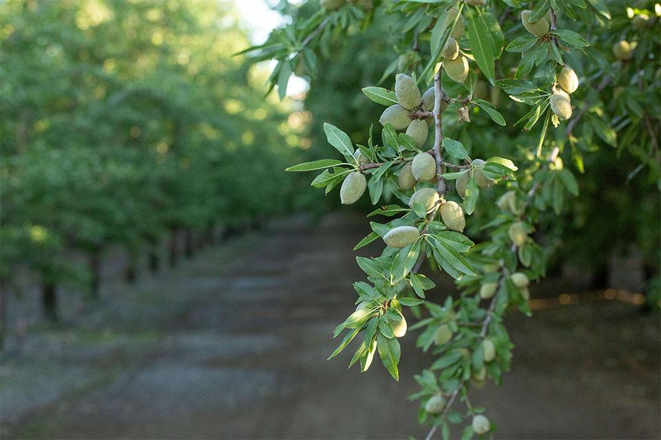 Ways To Reduce Zinc Deficiency in Almond Crops