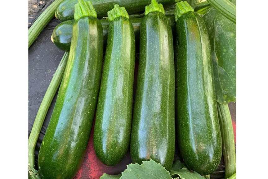 Bladerunner (Syngenta Vegetable Seeds, Clifton Seed Company, Gowan Seed Company, Seedway)