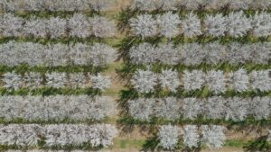 Yearning To Learn More About Exciting, New Almond Varieties