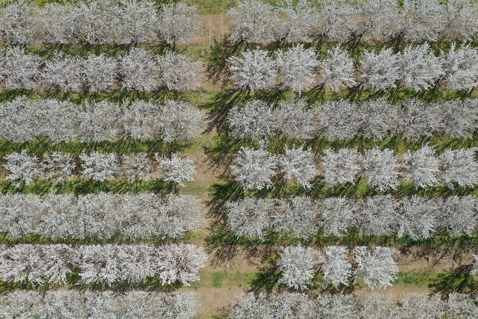 Drone photo of almond variety trial