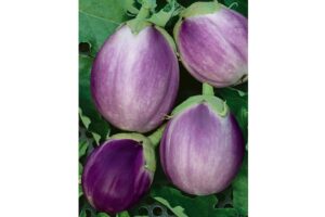 Rosa Bianca (Terra Organics)