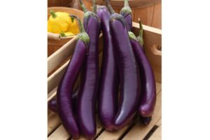 Violet Delite (PanAmerican Seed, Osborne Quality Seeds)
