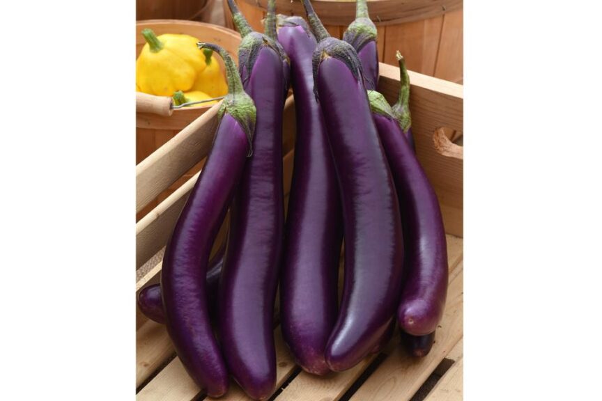 Violet Delite (PanAmerican Seed, Osborne Quality Seeds)