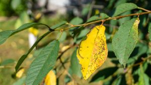 Growers Want Help Against Cherry Leaf Spot Disease