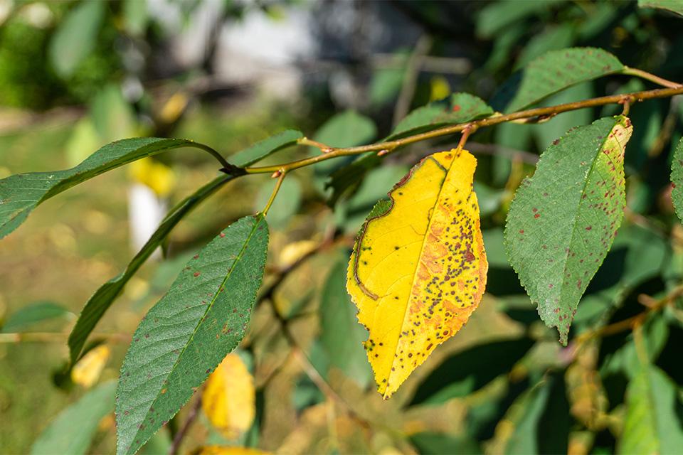 Growers Want Help Against Cherry Leaf Spot Disease