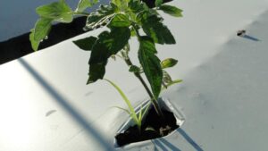 AI Offering Wiser Way To Kill Weeds in Vegetable Crops