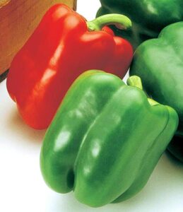 Aristotle (Seminis Vegetable Seeds | Stokes Seeds Inc.)