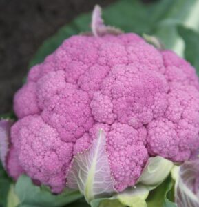 Amethyst (Sakata Seed America, Rupp Seeds)