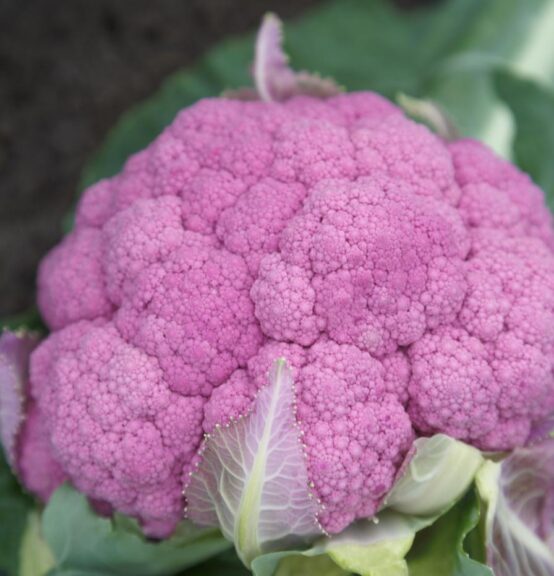 Amethyst (Sakata Seed America, Rupp Seeds)
