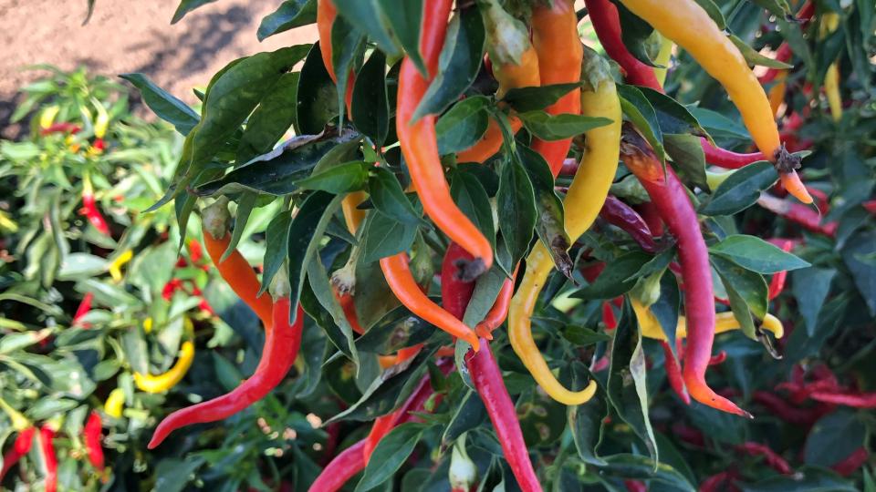 Cayenne Sweetness F1 (Seeds by Design)