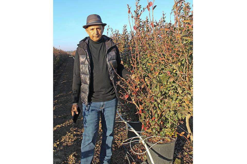 Paul Gill with mature blueberry bushes
