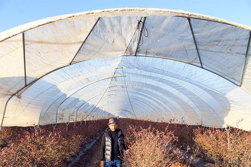 Paul Gill with protected blueberries