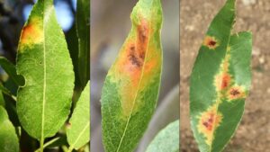 Important Points To Know About Red Leaf Blotch of Almond