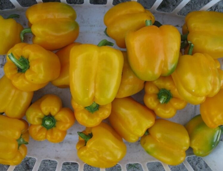 Yellowfin (Seminis Vegetable Seeds)