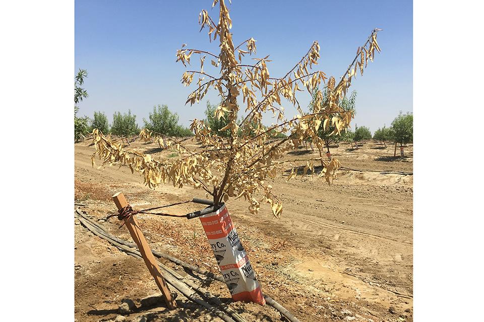 Phytophthora infected almond tree