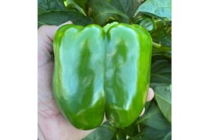 Big Stack S10 (Sakata Seed America | Gowan Seed Company)