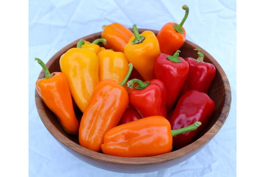 Delite Mix (Sakata Seed America | Gowan Seed Company | Osborne Quality Seed)